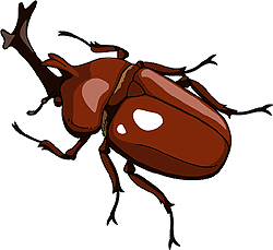 カブト虫