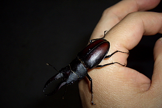 人慣れしたクワガタ虫？