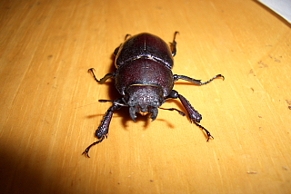 クワガタ虫の雌
