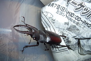 クワガタ虫の雄