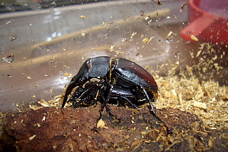 交尾中のクワガタ虫