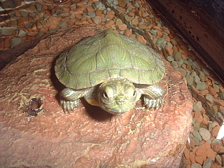 ミドリガメのビビちゃん