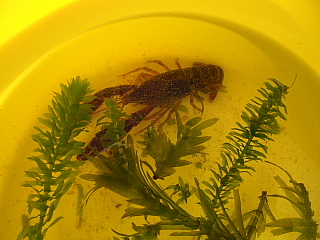 アメリカザリガニ