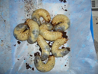 カブト虫の3令幼虫