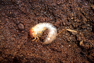 カブト虫の1令幼虫