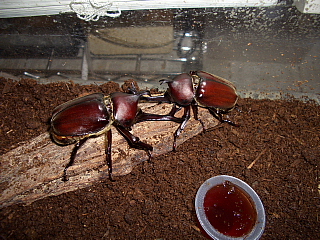 雄のカブト虫