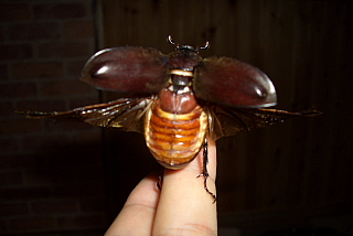 初フライトのカブト虫