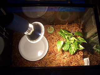 アマガエル用の飼育ケース