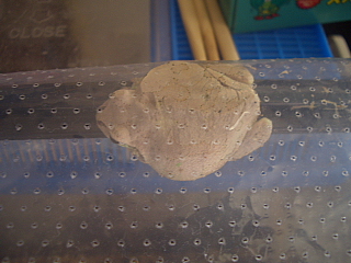 メタボなアマガエル