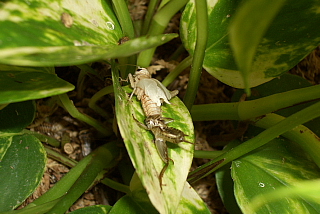 コオロギの脱皮