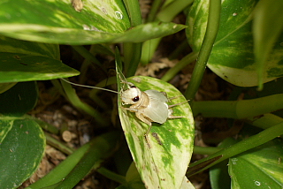 コオロギの脱皮