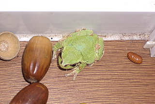 脱走したアマガエル