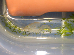 アメリカザリガニの脱皮