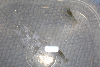 ２匹のアメリカザリガニ