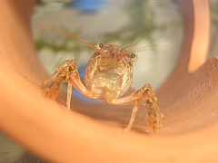 宇宙人のようなアメリカザリガニ
