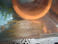 アメリカザリガニの抜け殻